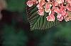 Viburnum plicatum forma tomentosum 'Kern's Pink', flowers