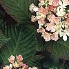 Viburnum plicatum forma tomentosum 'Kern's Pink', flowers