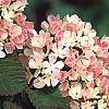 Viburnum plicatum forma tomentosum 'Kern's Pink', flowers
