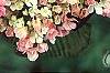 Viburnum plicatum forma tomentosum 'Kern's Pink', flowers