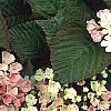 Viburnum plicatum forma tomentosum 'Kern's Pink', flowers