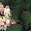 Viburnum plicatum forma tomentosum 'Kern's Pink', flowers