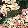 Viburnum plicatum forma tomentosum 'Kern's Pink', flowers