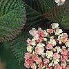 Viburnum plicatum forma tomentosum 'Kern's Pink', flowers