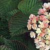 Viburnum plicatum forma tomentosum 'Kern's Pink', flowers