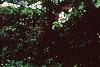 Viburnum plicatum forma tomentosum 'Mariesii', habit