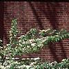 Viburnum plicatum forma tomentosum 'Mariesii', habit