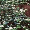 Viburnum plicatum forma tomentosum 'Mariesii', habit