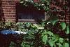Viburnum plicatum forma tomentosum 'Mariesii', habit