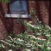 Viburnum plicatum forma tomentosum 'Mariesii', habit
