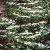Viburnum plicatum forma tomentosum 'Mariesii', habit