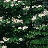 Viburnum plicatum forma tomentosum 'Mariesii', habit