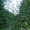 Viburnum plicatum forma tomentosum 'Mariesii', habit