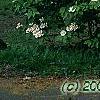 Viburnum plicatum forma tomentosum 'Mariesii', habit