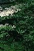 Viburnum plicatum forma tomentosum 'Mariesii', habit