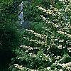 Viburnum plicatum forma tomentosum 'Mariesii', habit