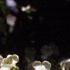 Viburnum plicatum forma tomentosum 'Mariesii', flowers