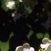 Viburnum plicatum forma tomentosum 'Mariesii', flowers