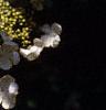 Viburnum plicatum forma tomentosum 'Mariesii', flowers