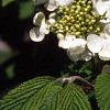 Viburnum plicatum forma tomentosum 'Mariesii', flowers