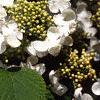 Viburnum plicatum forma tomentosum 'Mariesii', flowers