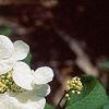 Viburnum plicatum forma tomentosum 'Mariesii', flowers