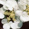 Viburnum plicatum forma tomentosum 'Mariesii', flowers