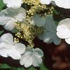 Viburnum plicatum forma tomentosum 'Mariesii', flowers