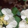 Viburnum plicatum forma tomentosum 'Mariesii', flowers