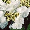 Viburnum plicatum forma tomentosum 'Mariesii', flowers