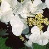 Viburnum plicatum forma tomentosum 'Mariesii', flowers