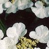 Viburnum plicatum forma tomentosum 'Mariesii', flowers