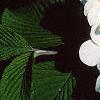 Viburnum plicatum forma tomentosum 'Mariesii', flowers
