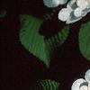 Viburnum plicatum forma tomentosum 'Mariesii', flowers