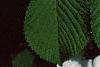 Viburnum plicatum forma tomentosum 'Mariesii', flowers