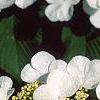 Viburnum plicatum forma tomentosum 'Mariesii', flowers