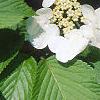 Viburnum plicatum forma tomentosum 'Mariesii', flowers