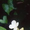 Viburnum plicatum forma tomentosum 'Mariesii', flowers