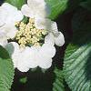 Viburnum plicatum forma tomentosum 'Mariesii', flowers