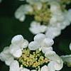 Viburnum plicatum forma tomentosum 'Mariesii', flowers