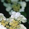 Viburnum plicatum forma tomentosum 'Mariesii', flowers