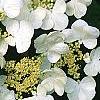 Viburnum plicatum forma tomentosum 'Mariesii', flowers