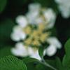 Viburnum plicatum forma tomentosum 'Mariesii', flowers