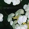 Viburnum plicatum forma tomentosum 'Mariesii', flowers