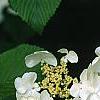Viburnum plicatum forma tomentosum 'Mariesii', flowers