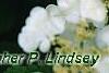 Viburnum plicatum forma tomentosum 'Mariesii', flowers