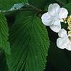 Viburnum plicatum forma tomentosum 'Mariesii', flowers