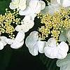 Viburnum plicatum forma tomentosum 'Mariesii', flowers