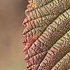 Viburnum plicatum forma tomentosum 'Rotundifolium', fall color