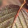 Viburnum plicatum forma tomentosum 'Rotundifolium', fall color